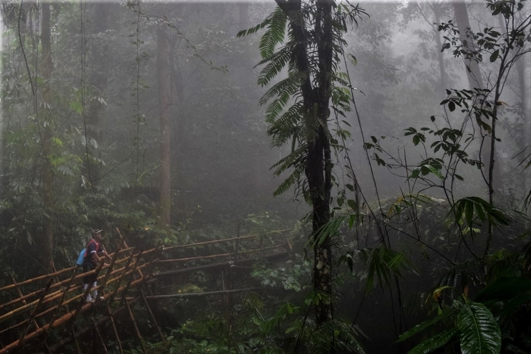 Trekking in the Borneo rainforest with Backyard Tour Malaysia