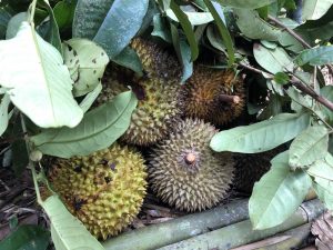 Durians fruity reward with Backyard Tour Malaysia
