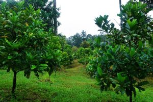 Sarawak-coffee-native-farm-view