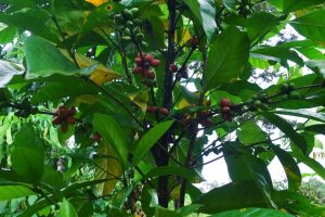 Sarawak-Liberica-coffee-fruit-on-tree
