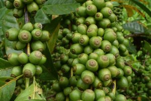 Young-coffee-fruit-on-tree