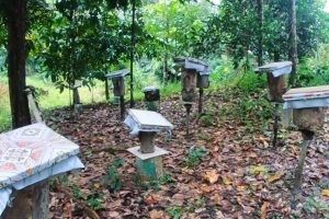 stingless-bee-kelulut-farm